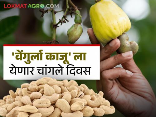 Kaju Udyog : Sindhudurg selected for 'One District One Product' award in cashew processing industry | Kaju Udyog : 'एक जिल्हा एक उत्पादन' पुरस्कारासाठी सिंधुदुर्गची काजू प्रक्रिया उद्योगात निवड