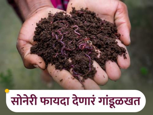 Vermicompost production technique that enriches soil | माती समृद्ध करणाऱ्या गांडूळ खताच्या निर्मितीचे तंत्र