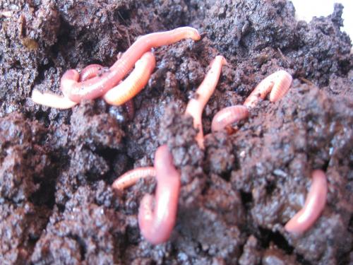 How to make vermicompost? | गांडूळखत कसे तयार करावे?