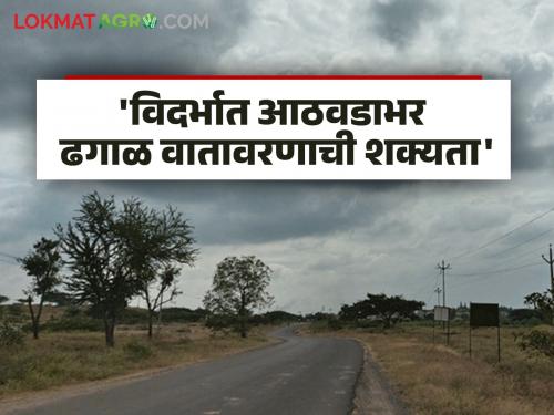 Latest News Maharashtra Weather Update Cloudy weather likely for a week in Vidarbha, read detailed | Maharashtra Weather Update : विदर्भात आठवडाभर ढगाळ वातावरणाची शक्यता, वाचा सविस्तर हवामान अंदाज  