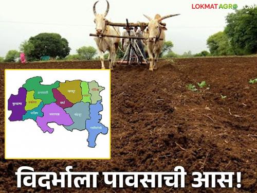 latest news Vidarbha Weather Update : Rains 'dry up' in Vidarbha; Farmers are working under the open sky Read more | Vidarbha Weather Update : विदर्भात पावसाचं 'सुकं येरझार'; शेतकरी उघड्या आभाळाखाली वाचा सविस्तर