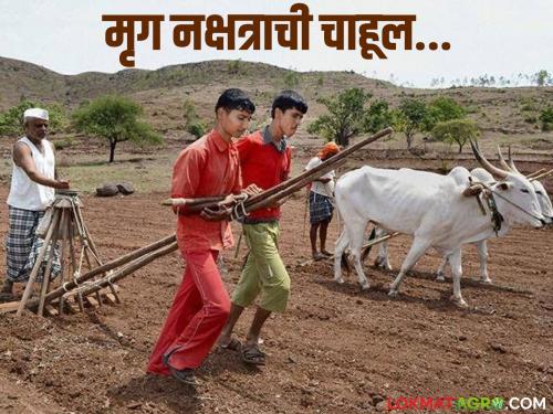 latest news Vidarbha Monsoon Update: Preparations for sowing in Mriga Nakshatra; Agriculture Department advises caution! Read in detail | Vidarbha Monsoon Update : मृग नक्षत्रात पेरणीची तयारी; कृषी विभाग देतोय सतर्कतेचा सल्ला! वाचा सविस्तर