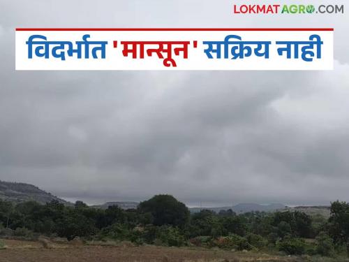 latest news Vidarbha Monsoon Update: Farmers, sowing now means a possibility of reversal! Know what is the reason | Vidarbha Monsoon Update: शेतकऱ्यांनो, आता पेरणी म्हणजे उलटणीची शक्यता! जाणून घ्या काय आहे कारण