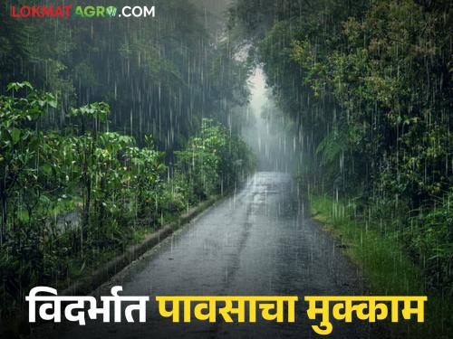 latest news Vidarbha Weather Update: Monsoon active again in Vidarbha; Warning of heavy rains for the next two days | Vidarbha Weather Update : विदर्भात मान्सून पुन्हा सक्रिय; पुढील दोन दिवस मुसळधार पावसाचा इशारा