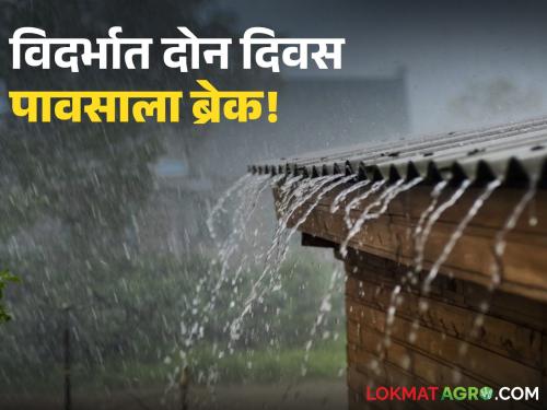 latest news Vidarbha Weather Update: Meteorological Department forecast; Two-day break in rain in Vidarbha Read in detail | Vidarbha Weather Update : हवामान खात्याचा अंदाज; विदर्भात दोन दिवस पावसाला ब्रेक वाचा सविस्तर