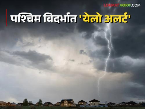 Rain Alert In Vidarbha 'Yellow Alert' for four days from today in West Vidarbha | Rain Alert In Vidarbha पश्चिम विदर्भात आजपासून चार दिवस 'येलो अलर्ट'