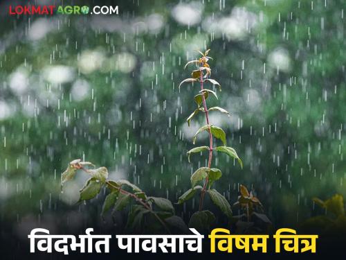 latest news Vidarbha Weather Update: Gadchiroli ‘wet’, Amravati ‘dry’! Read the uneven picture of rain in Vidarbha in detail | Vidarbha Weather Update : गडचिरोली ‘ओले’, अमरावती ‘कोरडे’;विदर्भात पावसाचे विषम चित्र वाचा सविस्तर