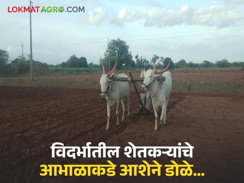 latest news Vidarbha Weather Update: Rohini and Mriga Nakshatra Korde: Farmers in Vidarbha look to the sky with hope… Read in detail | Vidarbha Weather Update : रोहिणी व मृग नक्षत्र कोरडे: विदर्भातील शेतकऱ्यांचे आभाळाकडे आशेने डोळे… वाचा सविस्तर