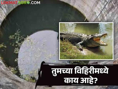 What are you saying: Abba! A large crocodile in a well; Read this in detail  | काय सांगताय : अबब ! विहिरीमध्ये भली मोठी मगर; ही काय भानगड वाचा सविस्तर 