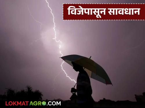 Is it right or wrong to take shelter under a tree to protect yourself from lightning? Find out in detail | विजेपासून बचावासाठी झाडाचा आश्रय घेणे चूक कि बरोबर; जाणून घ्या सविस्तर