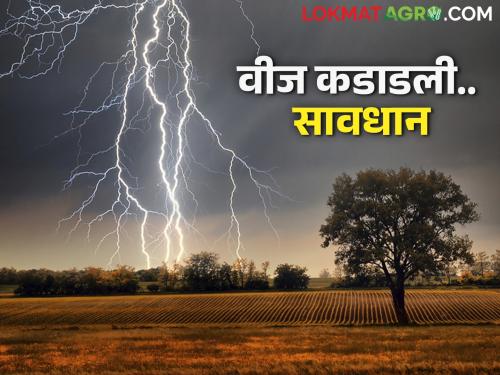 Farmers, the rains have started again, how can you take care of the fear of lightning | शेतकऱ्यांनो परतीचा पाऊस सुरु झालाय वीज पडण्याची भीती कशी घ्याल काळजी