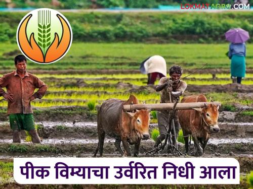 Latest News Pik Vima Yojana Government's GR has arrived for distribution of remaining crop insurance installments, read in detail | Pik Vima Yojana : उर्वरित पीक विम्याचा हफ्ता वितरणासाठी शासनाचा जीआर आला, वाचा सविस्तर 
