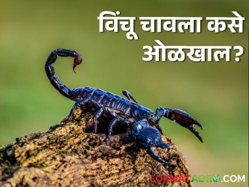How to recognize a scorpion bite? How to avoid scorpion sting | शेतकऱ्यांनो विंचू चावला कसे ओळखाल? कसा टाळाल विंचूदंश