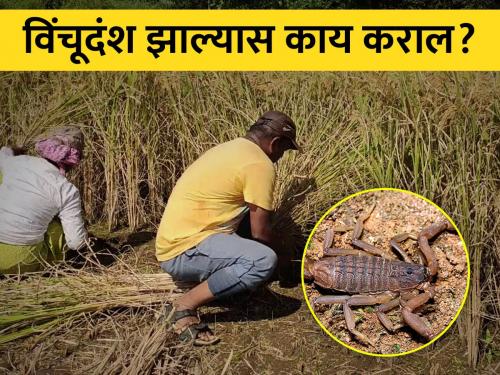 While harvesting rice paddy, beware of scorpion stings | भात कापणी करताय? विंचूदंशापासून सावधान