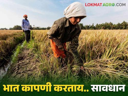 Vinchu : How to take care of scorpion bite that can happen while harvesting rice | Vinchu : भात कापणी करताना होऊ शकतो विंचूदंश कशी घ्याल काळजी