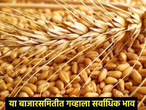 Wheat Market today: How is wheat getting the market price in the state? Highest rates here | wheat Market today: गव्हाला राज्यात कसा मिळतोय बाजारभाव? इथे सर्वाधिक दर