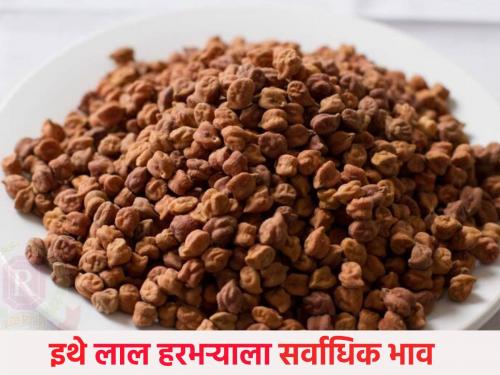 The arrival of 12 thousand 442 grams of gram in the state today, the highest price for Lal Turi in this market committee | राज्यात आज १२ हजार ४४२ हरभऱ्याची आवक, या बाजारसमितीत लाल हरभऱ्याला सर्वाधिक भाव