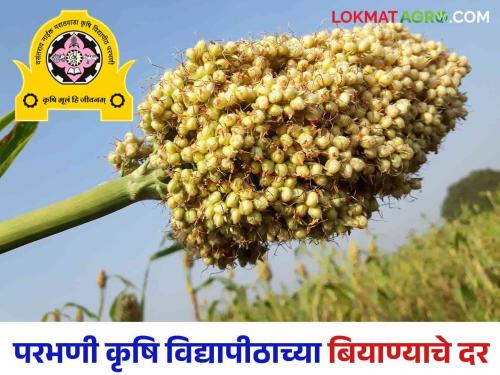 Seed sale of Rabi crop varieties developed by Parbhani Agricultural University will be launched on September 17 | परभणी कृषि विद्यापीठ विकसित रबी पिकांच्या वाणांची बियाणे विक्री १७ सप्टेंबरला सुरु होणार