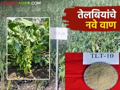 Developed two new varieties of soybean and sesame that prevent pest and diseases.. Read more | सोयाबीन व तीळ पिकाचे कीड रोग प्रतिबंधक असणारे आले नवे दोन वाण... वाचा सविस्तर