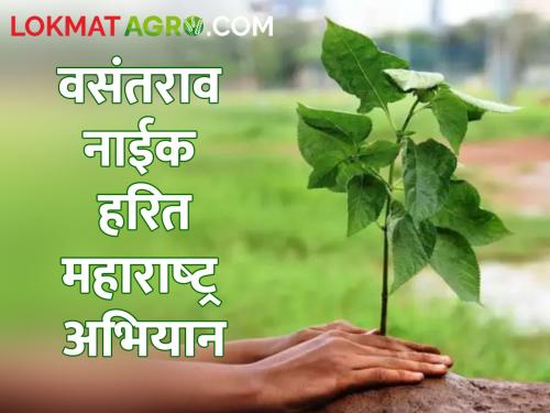 Village panchayats who are pioneers in tree plantation will be honoured | वृक्षलागवडीत अग्रेसर ठरणाऱ्या ग्रामपंचायतींचा होणार सन्मान