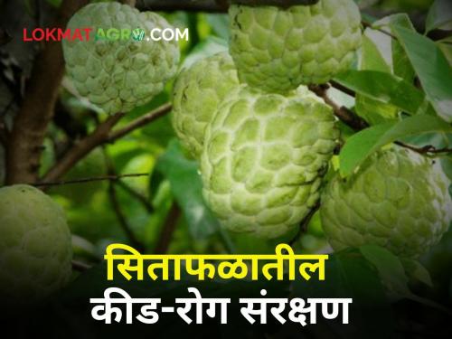 Custard Apple Thrips, fruit and pitta lumps; Do so Integrated Management of Pests and Diseases in Sitafruit | Custard Apple : थ्रिप्स, मावा अन् पिठ्या ढेकूण; असं करा सिताफळातील कीड-रोगांचे एकात्मिक व्यवस्थापन