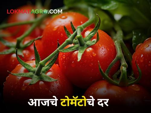 Tomato Rates Maximum arrival of tomatoes in Sangamner market How much is rate? | Tomato Rates : संगमनेर बाजारात टोमॅटोची सर्वाधिक आवक; किती मिळतोय दर?