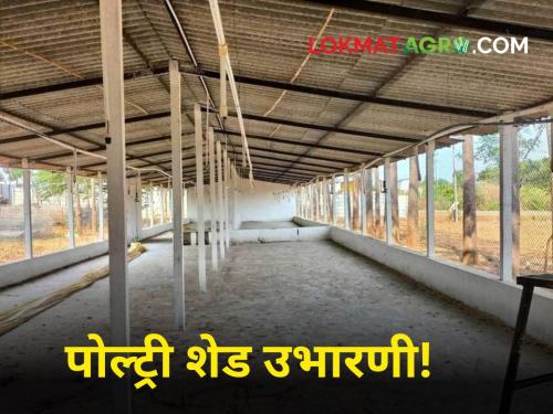 Poultry Shed Building a shed for poultry? 'These' things should be known! | Poultry Shed : पोल्ट्रीसाठी शेड बांधताय? 'या' गोष्टी माहिती असायला हव्यात!