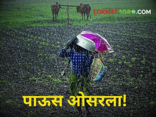 Maharashtra monsoon Rain Updates After heavy rains, the intensity of rain has subsided across the state! How will the next 5 days be? | Maharashtra Rain Updates : मुसळधार पावसानंतर राज्यभरात पावसाचा जोर ओसरला! पुढील ५ दिवस कसे असणार?