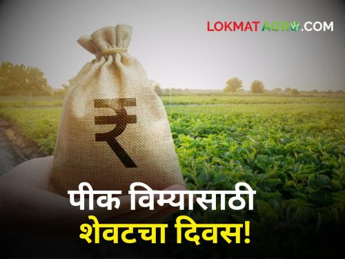 Crop Insurance : Hurry farmers! Today is the last date for payment of crop insurance | Crop Insurance : शेतकऱ्यांनो त्वरा करा! पीक विमा भरण्याची आजची शेवटची तारीख