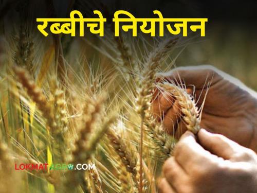 How has the state agriculture department planned for Rabi? | Rabi Season : रब्बीसाठी राज्याच्या कृषी विभागाने कसं केलंय नियोजन?