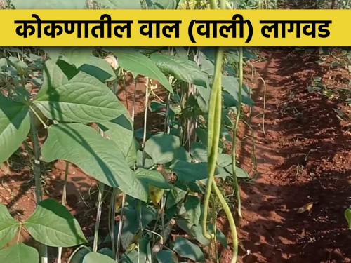 Cultivation of 'Wali' leguminous vegetable is proving profitable | 'वाली' शेंगवर्गीय भाजी लागवड ठरत आहे फायदेशीर