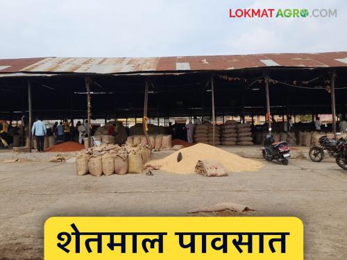 latest news Market Yard: Rains increase incidents of Shetmal getting wet; Inadequate facilities of market committees exposed Read in detail | Market Yard: पावसामुळे शेतमाल भिजण्याच्या घटना वाढल्या; बाजार समित्यांची अपुरी सुविधा उघड वाचा सविस्तर