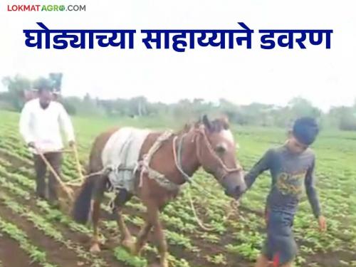 Latest news farmer of Washim plowed four acre field with the help of horse | Agriculture News : वाशिमच्या शेतकऱ्याने केली घोड्याच्या साहाय्याने डवरणी, हजारोंचा खर्च वाचविला! 