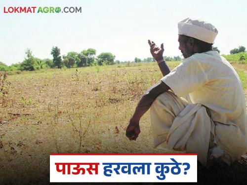 latest news Washim Monsoon Update: Unreliable form of rain; Sowing stopped in 'this' district Read in detail | Washim Monsoon Update : पावसाचं बेभरवशी रूप; 'या' जिल्ह्यात पेरण्या थांबल्या वाचा सविस्तर