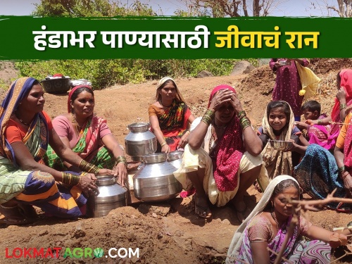 latest News Severe water shortage in Borpada village of Trimbakeshwar taluka | Water crisis : 'आधी लगीन पाण्याचं, मग आमच्या घरातलं', हंडाभर पाण्यासाठी जीवाचं रान करणाऱ्या महिला 