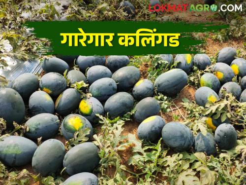 Sweet Sweet watermelon arrival increased in market; How is the market price? | बाजारात गोड गोड कलिंगडाची आवक वाढली; कसा मिळतोय बाजारभाव