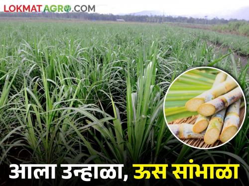 Sugarcane is getting less water.. Do this and fill the water requirement of sugarcane crop | ऊसाला पाणी कमी पडतंय.. हे करा आणि ऊसाची पाण्याची गरज भागवा