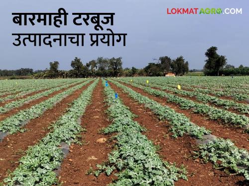 Latest News Watermelon crop production for twelve months by muktainagar Youth Farmer | शेतीची धुरा तरुणाईने सांभाळली अन् बाराही महिने फुलू लागले टरबूजचे मळे