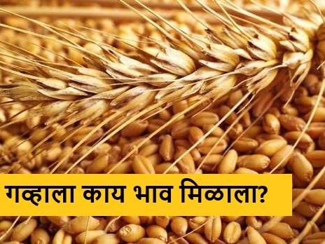 Latest News What was the market price of 2189 wheat today? Read detailed rates | Wheat Market : आज 2189 गव्हाला काय बाजारभाव मिळाला? वाचा सविस्तर दर 