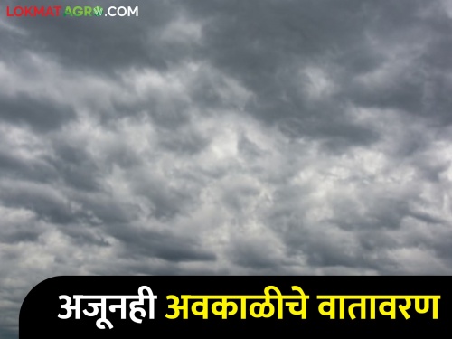 Latest News Chance of hail in Khandesh along with Marathwada, Vidarbha | Weather Report : मराठवाडा, विदर्भासह खान्देशात गारपिटीची शक्यता, काय सांगतोय हवामान अंदाज? 