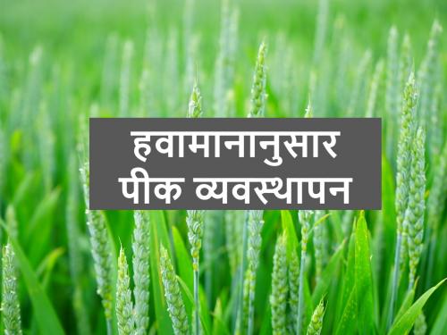 How will the temperature be in Marathwada? How to take care of crops | मराठवाड्यात तापमान कसे राहील? त्यानुसार पिकांची काळजी कशी घ्यायची? वाचाच