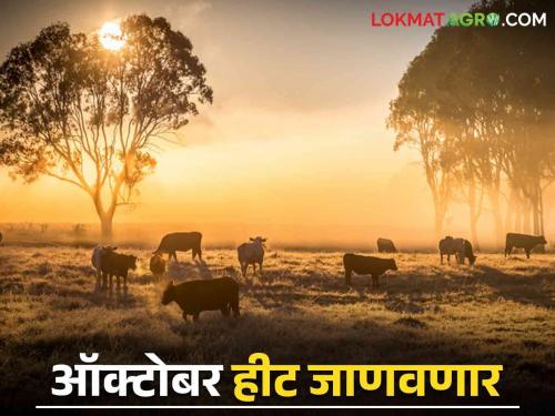 Maharashtra Weather update : Temperature will increase from today; What will be the situation read in detail | Maharashtra Weather update : आजपासून तापमानात वाढ होणार; काय असेल परिस्थिती वाचा सविस्तर