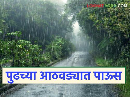 Maharashtra Weather Update: There will be more rain in the state from 'this' date next week | Maharashtra Rain Update: पुढच्या आठवड्यात 'या' तारखेपासून राज्यात जास्त पाऊस होणार