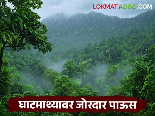 latest news Maharashtra Rain Alert: Heavy rain warning on Ghats; Orange alert for 'these' districts! Read in detail | Maharshtra Rain Alert : घाटमाथ्यावर धुवाधार पावसाचा इशारा; 'या' जिल्ह्यांना ऑरेंज अलर्ट! वाचा सविस्तर