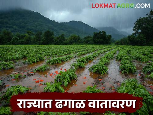latest news Maharashtra Weather Update: Rain intensity increases in the state! Orange alert for Pune, Raigad, Satara | Maharashtra Weather Update : राज्यात पावसाचा जोर वाढला; पुणे, रायगड, साताऱ्याला ऑरेंज अलर्ट