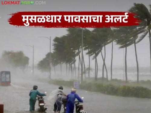 latest news Maharashtra Weather Update: Heavy rains again in the state; Yellow alert for 'these' districts, read in detail | Maharashtra Weather Update : राज्यात पुन्हा मुसळधार पावसाचा इशारा; 'या' जिल्ह्यांना यलो अलर्ट वाचा सविस्तर