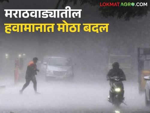 latest news Marathawada Weather Update: Big change in weather in Marathawada; Farmers warned to be alert! Read in detail | Marathawada Weather Update: मराठवाड्यातील हवामानात मोठा बदल; शेतकऱ्यांना सतर्कतेचा इशारा! वाचा सविस्तर