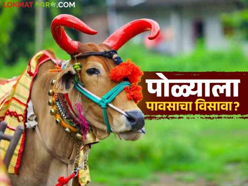 latest news Maharashtra Weather Update: The equation of Pola festival and rain; Some yellow alert, some sunshine Read in detail | Maharshtra Weather Update : पोळा सण आणि पावसाचं समीकरण; कुठं यलो अलर्ट तर कुठं उन्हाची चाहूल वाचा सविस्तर