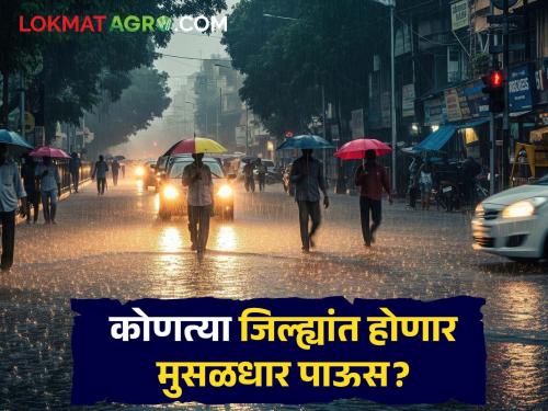 latest news Maharashtra Weather Update: IMD Alert: Which districts will experience heavy rain? Read in detail | Maharashtra Weather Update : IMD अलर्ट : कोणत्या जिल्ह्यांत होणार मुसळधार पाऊस? वाचा सविस्तर