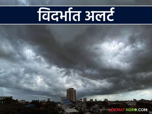 latest news Maharashtra Weather Update: Chance of rain in the state; Yellow alert in Vidarbha, read in detail | Maharashtra Weather Update : राज्यात पावसाची शक्यता; विदर्भात यलो अलर्ट वाचा सविस्तर